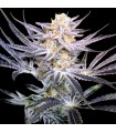 Strawberry Fields 12 u. reg.  DNA Genetics