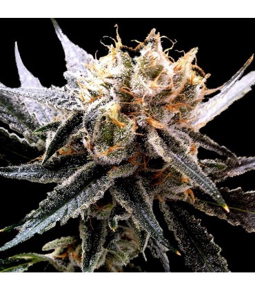 Sour Tangie 13 u. reg. RP DNA Genetics