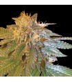 Confidential 12 u. reg. CFF DNA Genetics