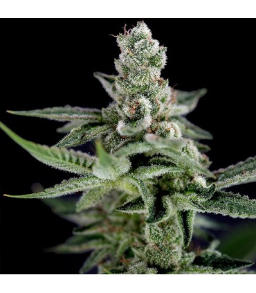 Haze 12 u. reg. CFF DNA Genetics