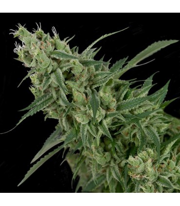 Double Tangie Banana 12 u. reg. CFF DNA Genetics