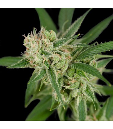 Sour Banana Sherbet 12 u. reg. CFF DNA Genetics