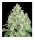 91 Krypt  6 u. reg. Edicion Limitada DNA Genetics