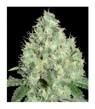 91 Krypt  6 u. reg. Edicion Limitada DNA Genetics