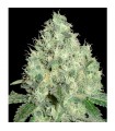 91 Krypt  6 u. reg. Edicion Limitada DNA Genetics