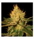 Cannalope Haze 13 u. reg. DNA Genetics
