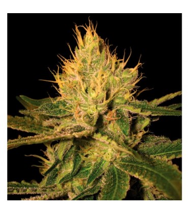 Cannalope Haze 13 u. reg. DNA Genetics