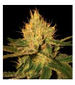 Cannalope Haze 13 u. reg. DNA Genetics