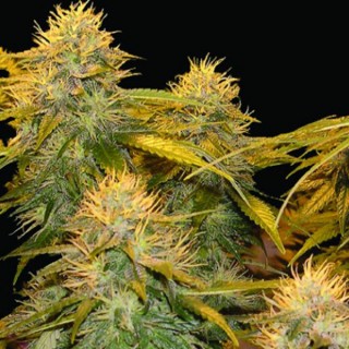 DNA Mix Pack  6 u. reg. DNA Genetics