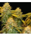 DNA Mix Pack  6 u. reg. DNA Genetics