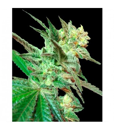 Honey Booboo  6 u. reg.  Edición Limitada DNA Genetics
