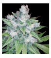 Kandy Kush  6 u. reg. Reserva Privada - DNA Genetics