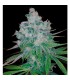 Kandy Kush x Skunk 13 u. reg. DNA Genetics