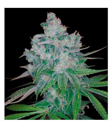 Kandy Kush x Skunk 13 u. reg. DNA Genetics