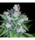 Kandy Kush 13 u. reg. Reserva Privada - DNA Genetics