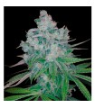 Kandy Kush x Skunk  6 u. reg. DNA Genetics NO DISPONIBLE