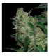 LA Cannalope Cannadential  6 u. reg. DNA Genetics