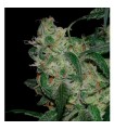 LA Cannalope Cannadential  6 u. reg. DNA Genetics