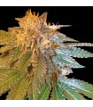 La Confidential  6 u. reg. DNA Genetics NO DISPONIBLE