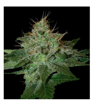 Pure Afghan 13 u. reg. DNA Genetics