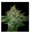 Pure Afghan 13 u. reg. DNA Genetics