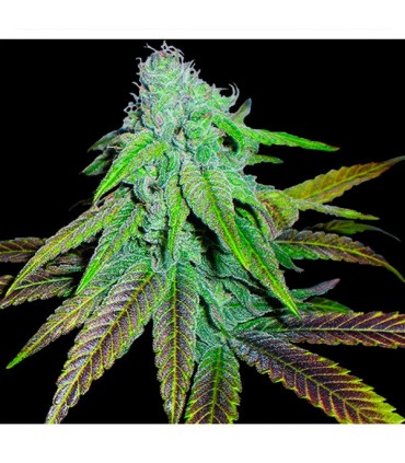 P.C.K.  6 u. reg. Edicion Limitada DNA Genetics