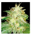 Silver Bubble 13 u. reg. Reserva Privada. DNA Genetics