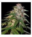 Sour Cream  6 u. reg. DNA Genetics