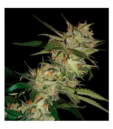Sleestack x Skunk  6 u. reg. DNA Genetics