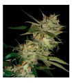 Sleestack x Skunk  6 u. reg. DNA Genetics