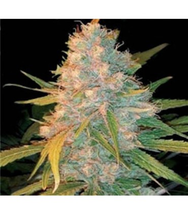 Azken Indika 5 u. Reg. Genehtik