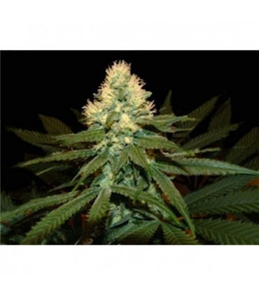 Super Kritikal 5 u. Reg. Genehtik