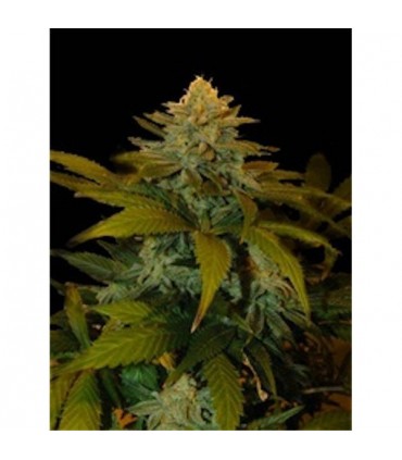 Zuri Widow 5 u. Reg. Genehtik