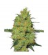 Master Kush  10 u. reg. White Label