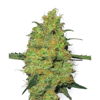 Master Kush  10 u. reg. White Label