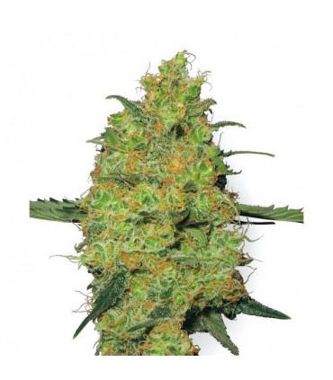 Master Kush  10 u. reg. White Label