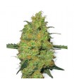 Master Kush  10 u. reg. White Label