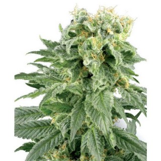 Double Gum  10 u. reg. White Label