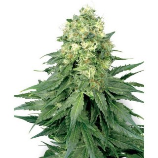 White Widow  10 u. reg. White Label