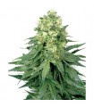 White Widow  10 u. reg. White Label