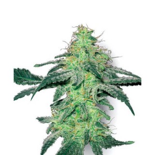 White Skunk  10 u. reg. White Label