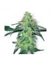 White Skunk  10 u. reg. White Label