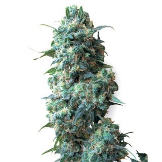 Afghan Kush  10 u. reg. White Label