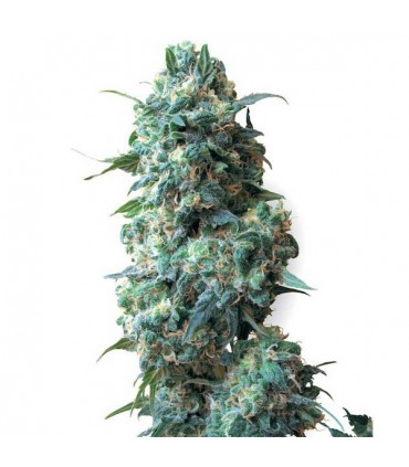 Afghan Kush  10 u. reg. White Label