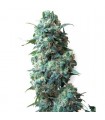 Afghan Kush  10 u. reg. White Label