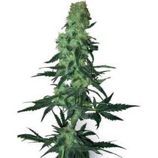 Amnesia White  10 u. reg. White Label