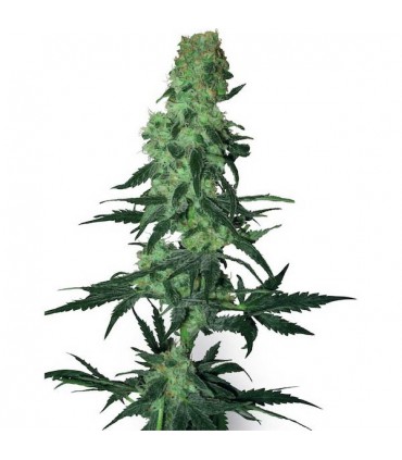 Amnesia White  10 u. reg. White Label