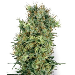 Californian Orange Bud  10 u. reg. White Label