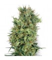 Californian Orange Bud  10 u. reg. White Label