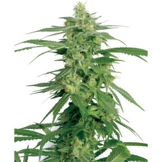 Holland´s Hope  10 u. reg. White Label